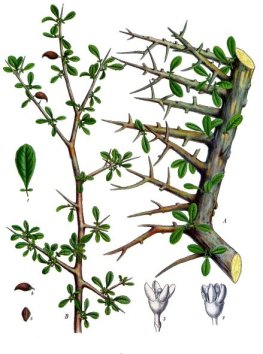 Commiphora_myrrha_-_Köhler–s_Medizinal-Pflanzen-019