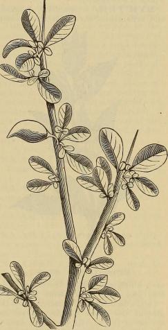 myrrh creative commons 14778628001_1190d2053c_o